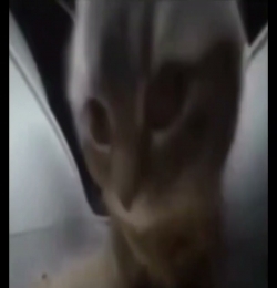 Chipi Chipi Chapa Chapa Dubi Dubi Daba Daba